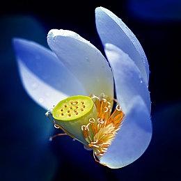 《牧场物语》系列最新作 《牧场物语 来吧！风之繁华集市》 公开集市系统介绍